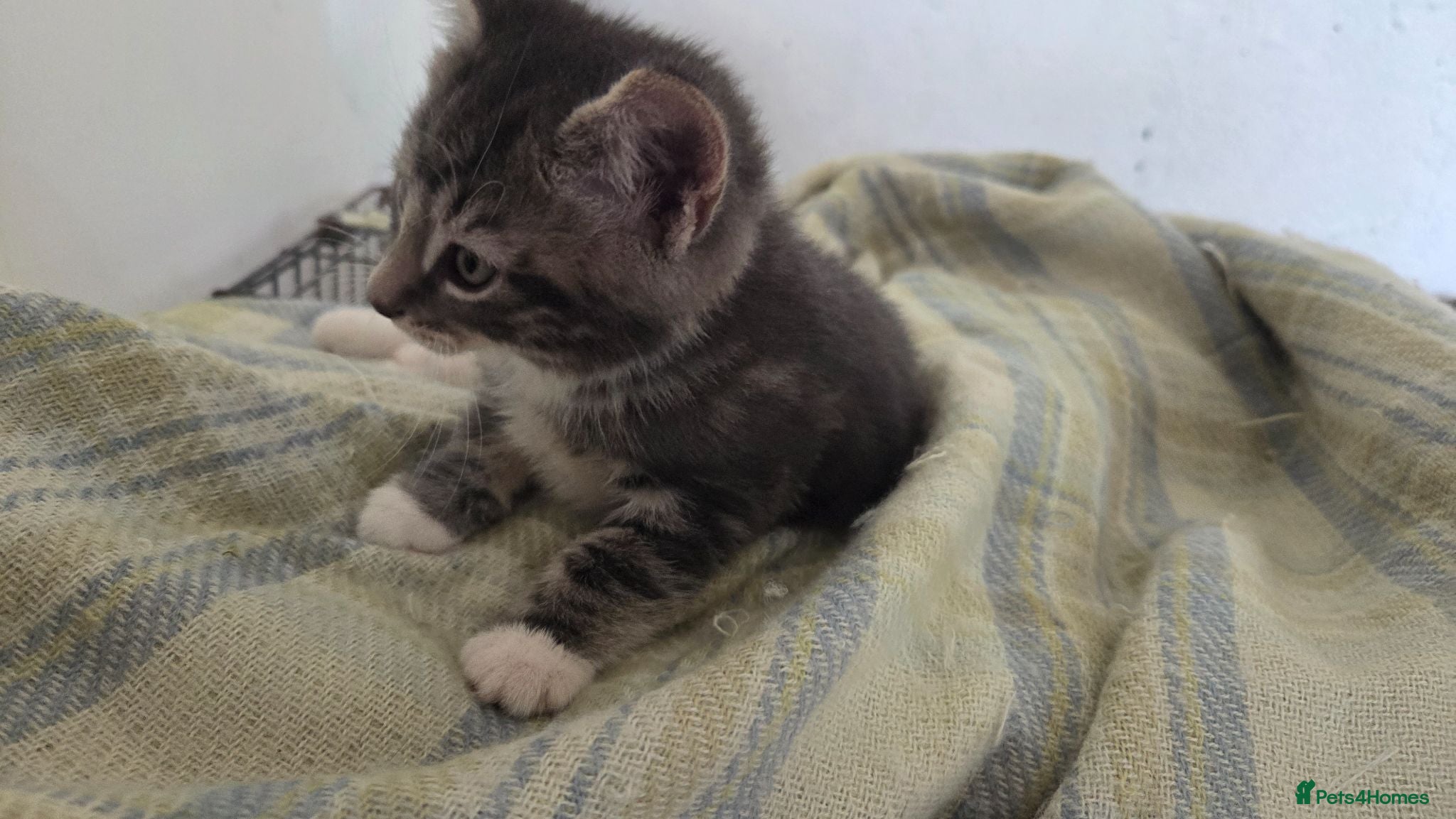 Mixed Breed cats Adorable mixed breed kittens for sale - Advert 1