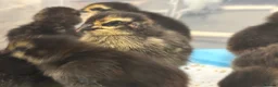 Quail poultry for sale: Coturnix quail chicks  - Advert 5