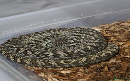 Snake reptiles for sale: Snakes available. Price is in the adrvert  - Image 5