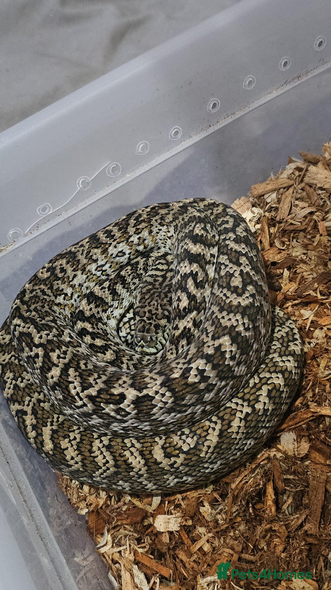 Snake reptiles for sale: Snakes available. Price is in the adrvert  - Image 5