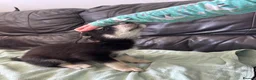 Mixed Breed dogs for sale: 7 beautiful siberian husky x labrador puppies - Advert 20
