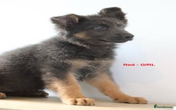 German Shepherd dogs for sale: German Shepherd puppies - Image 13