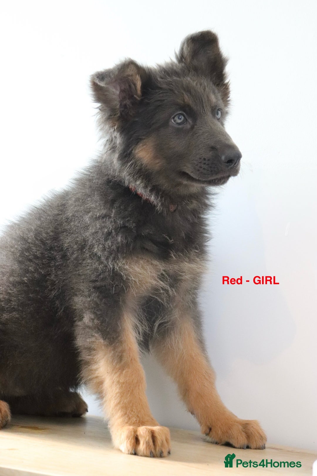 German Shepherd dogs for sale: German Shepherd puppies - Image 13