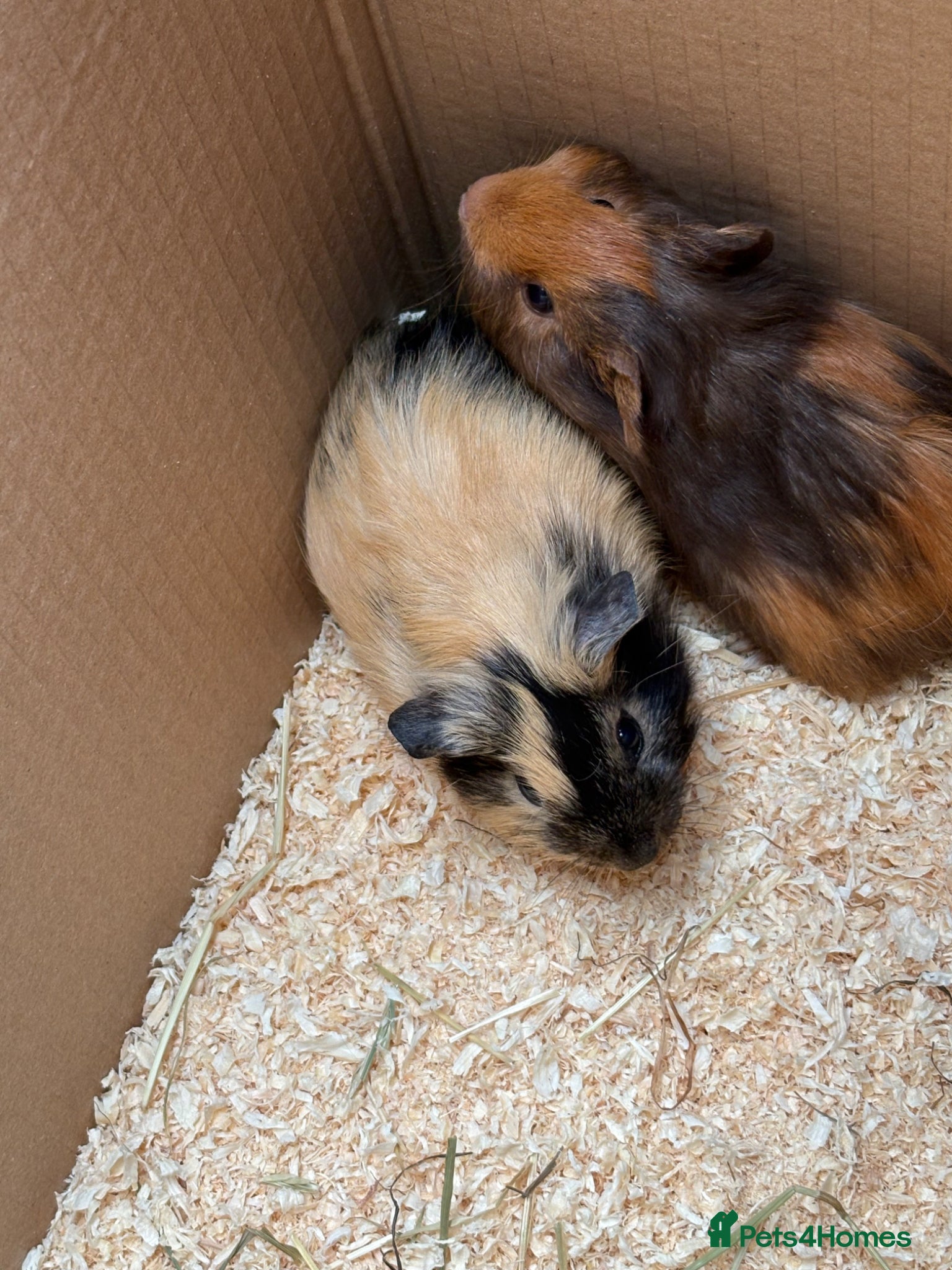 Guinea Pig rodents Beautiful well handled babies  - Advert 1