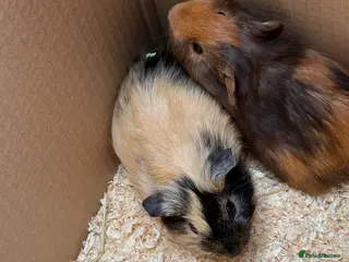 Guinea Pig rodents Beautiful well handled babies - Advert 1