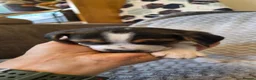 Beagle dogs for sale: Beautiful Beagle Puppies  in Coventry - Advert 22