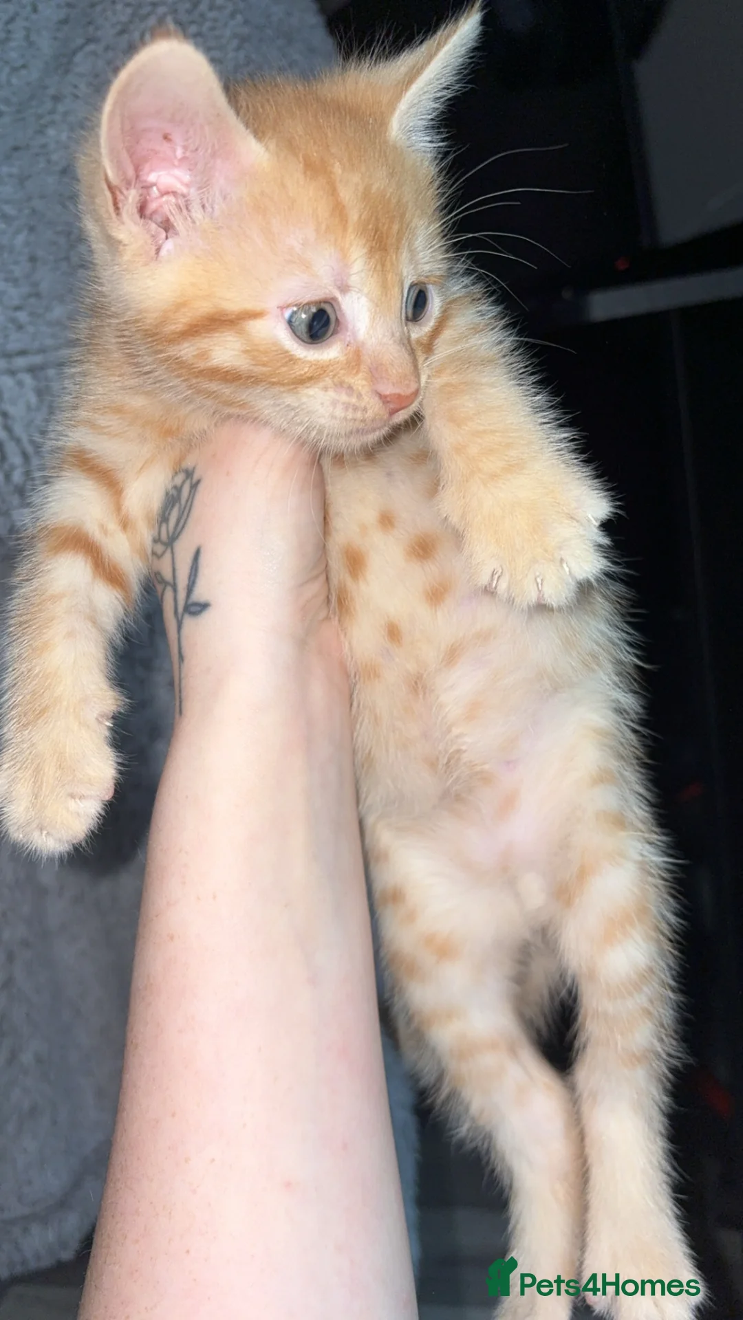 Mixed Breed cats for sale: Male ginger kitten - Advert 2