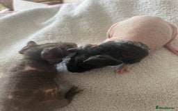 Guinea Pig rodents for sale: Skinny pig babies ready now - Image 1