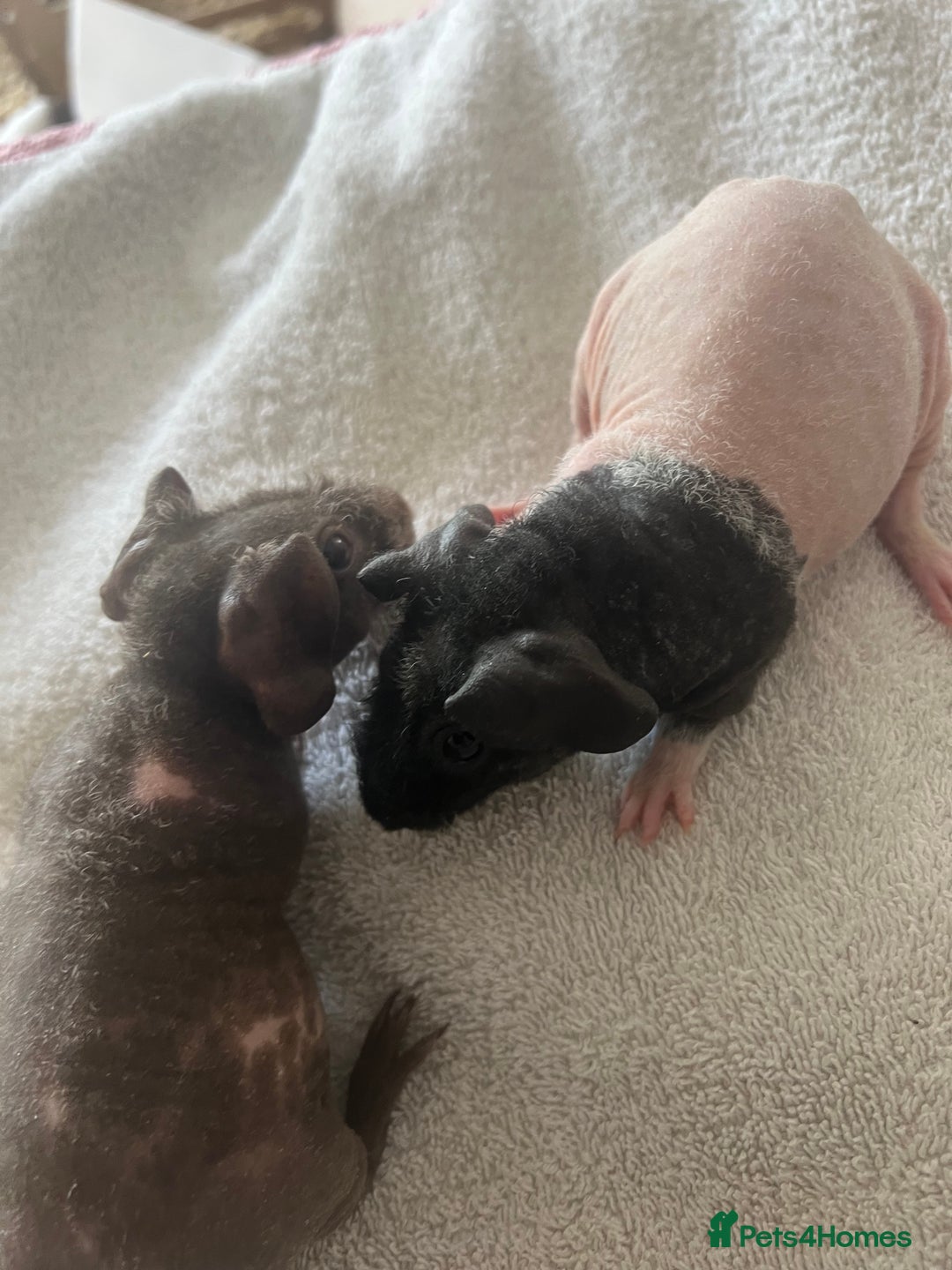 Guinea Pig rodents for sale: Skinny pig babies ready now - Image 1