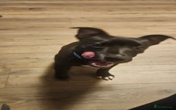 Mixed Breed dogs for sale: 6 months old pully male - Image 2