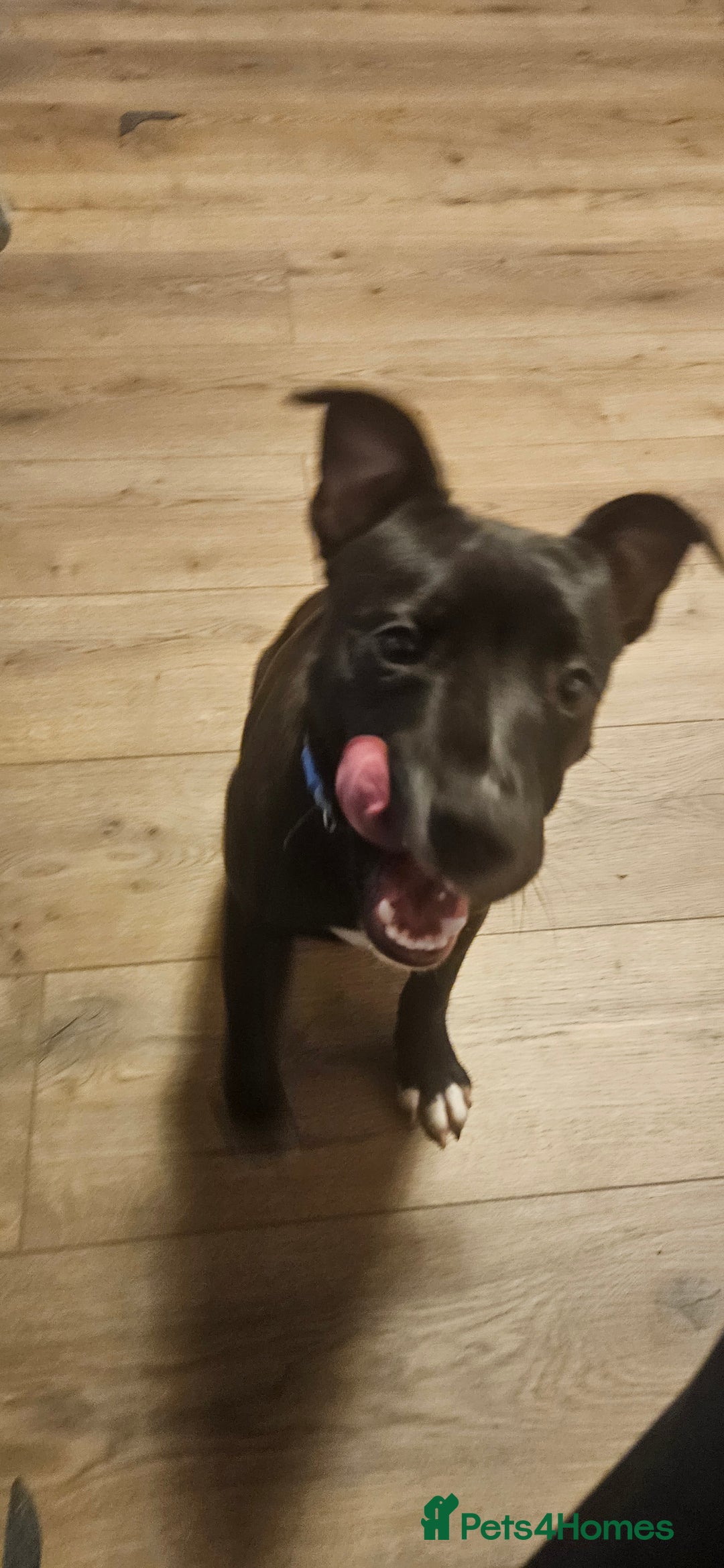 Mixed Breed dogs for sale: 6 months old pully male - Image 2