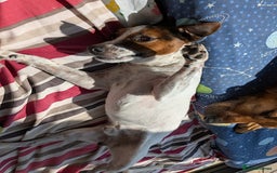 Jack Russell dogs for adoption: Magnificent Milo JRT / Plummer - Image 3