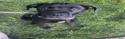 Mixed Breed dogs for sale: Panther in Leominster - Advert 14
