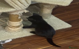 Domestic Shorthair cats for sale: Forever homes needed  - Image 2