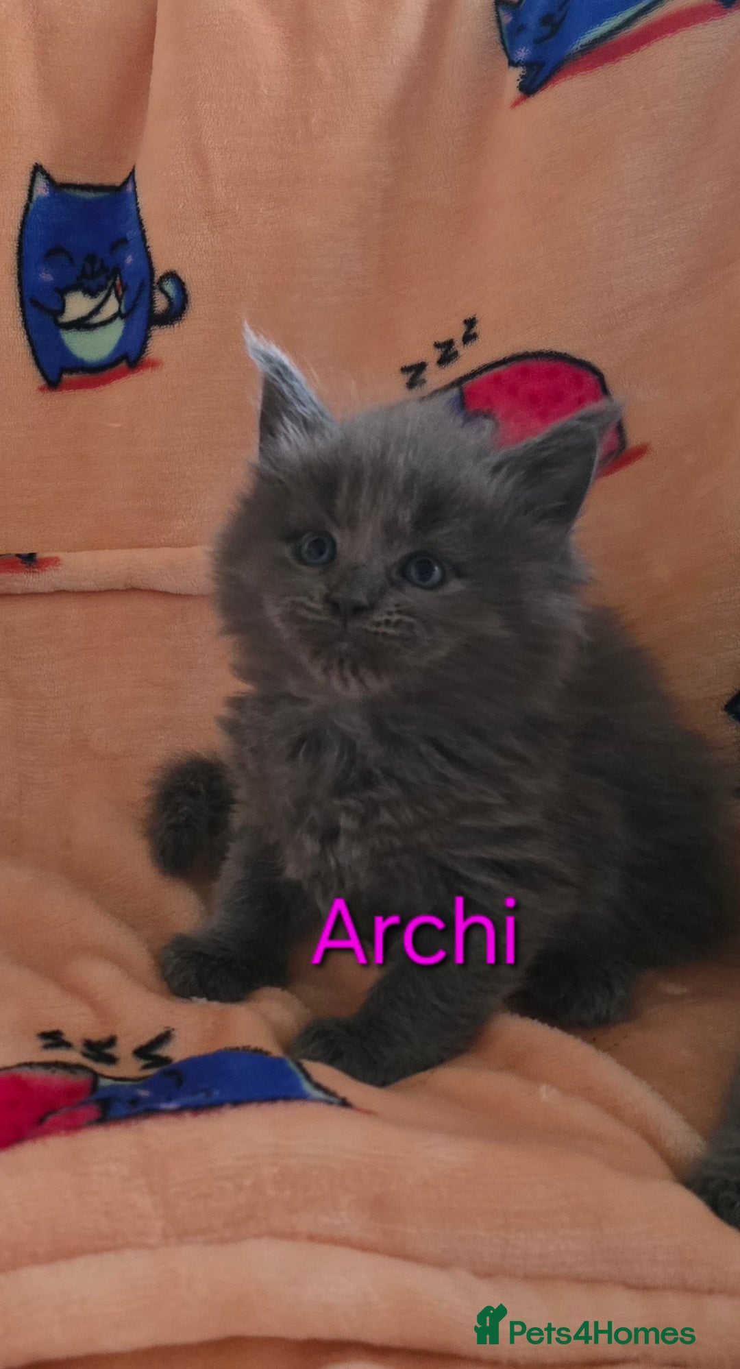 Maine Coon cats for sale: Maine coon kittens  - Advert 6