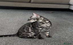 Bengal cats for sale: Exceptional breed quality bengals  - Image 4