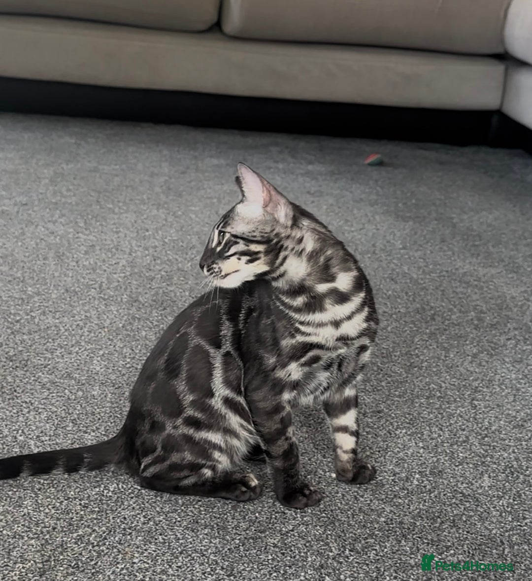 Bengal cats for sale: Exceptional breed quality bengals  - Image 4