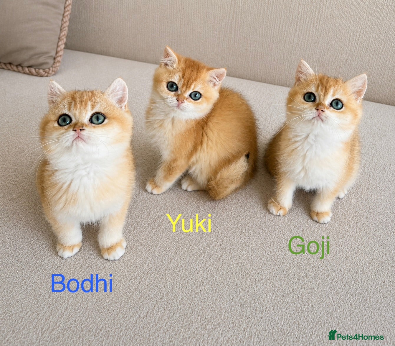 British Shorthair cats 🏆Tica registered ny12 British Shorthair Boys🏆 - Advert 3