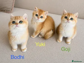 British Shorthair cats 🏆Tica registered ny12 British Shorthair Boys🏆 - Advert 3
