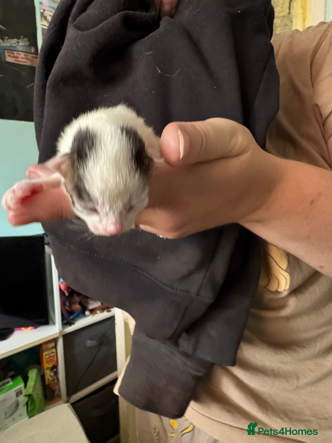 Domestic Shorthair cats for sale: 5 Domestic Shorthair Kittens - Image 3