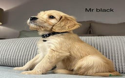 Goldendoodle dogs for sale: Hereditary clear mum. Fully hip elbow and DNA Dad. - Image 22