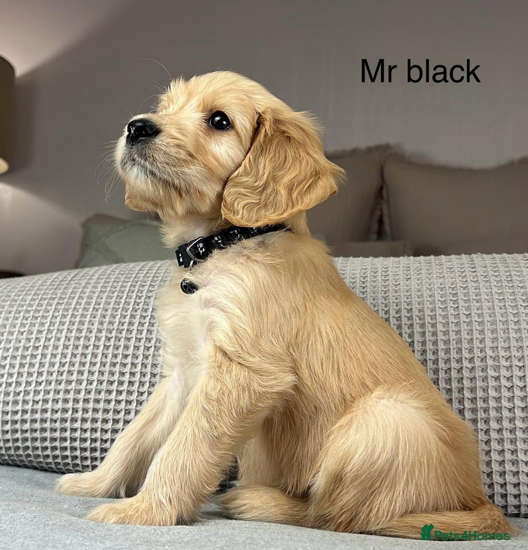 Goldendoodle dogs for sale: Hereditary clear mum. Fully hip elbow and DNA Dad. - Image 22