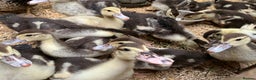 Ducks poultry for sale: Ducklings and adults available various ages  - Advert 1