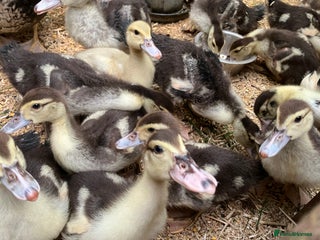 Ducks poultry - Advert 1