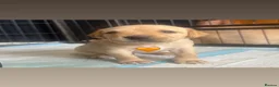 Labrador Retriever dogs for sale: Yellow & Fox Red Labrador Puppies - Advert 11