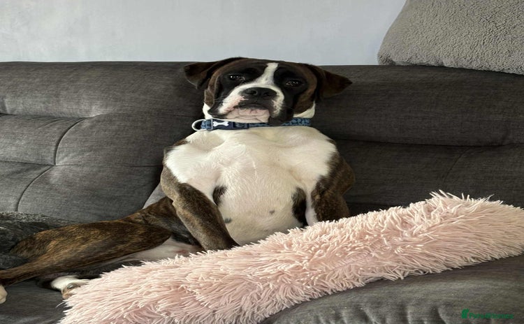 Boxer dogs - Advert 2