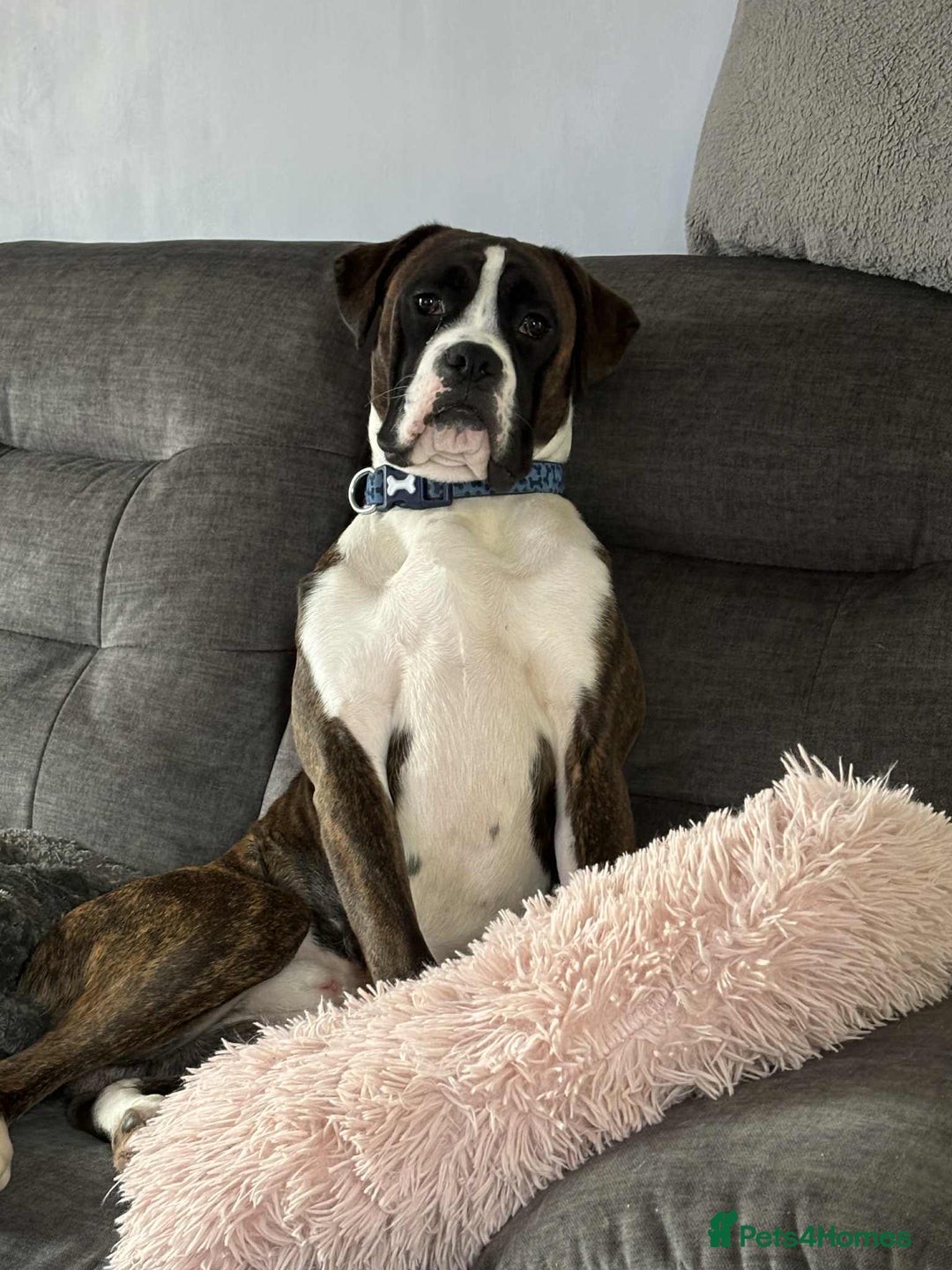 Boxer dogs for sale: Young adult boxer male  - Image 1
