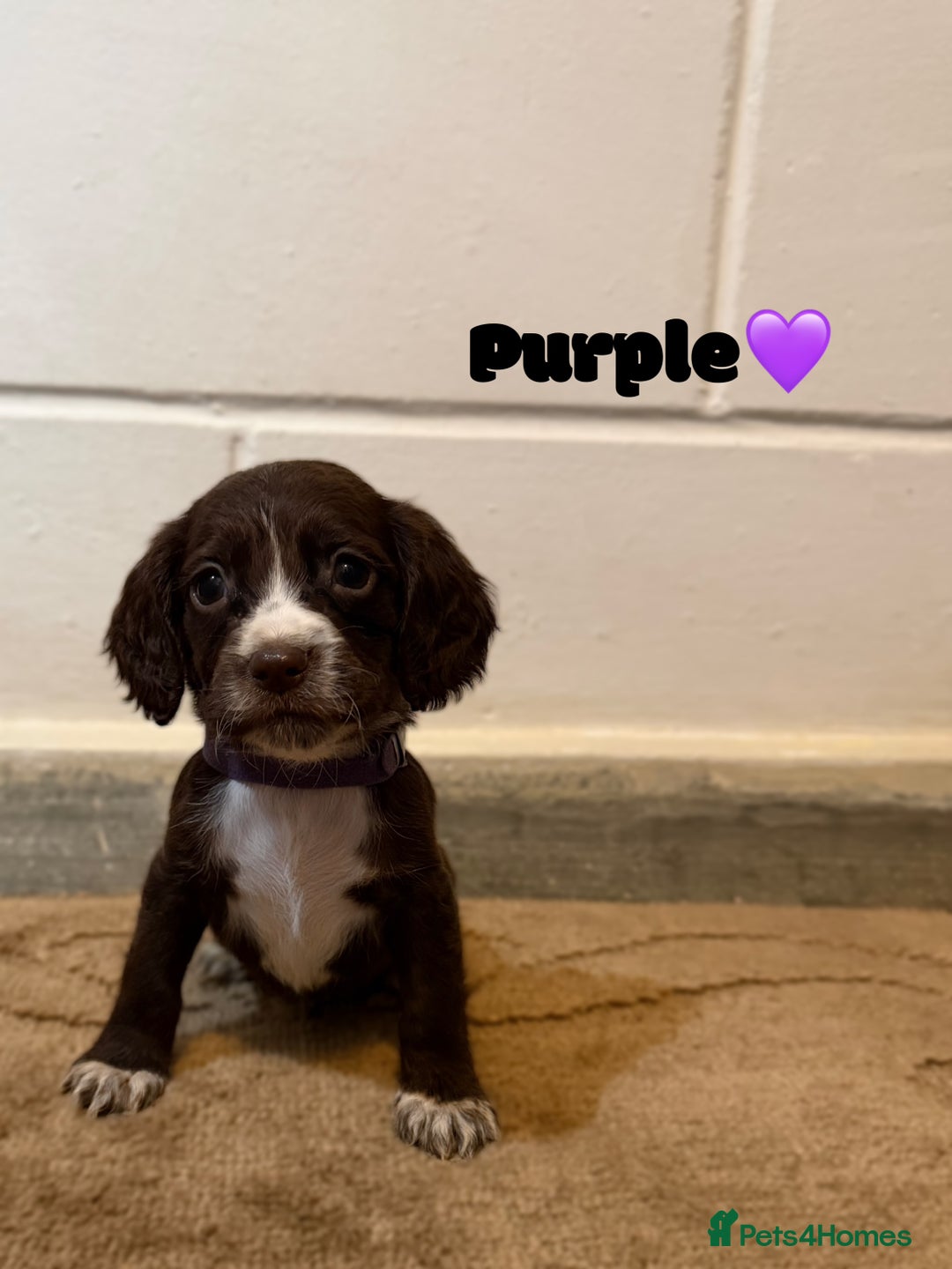 Cocker Spaniel dogs for sale: Beautiful cocker spaniel pups for sale! - Advert 6