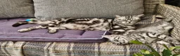 British Shorthair cats for sale: British Shorthair - Advert 16