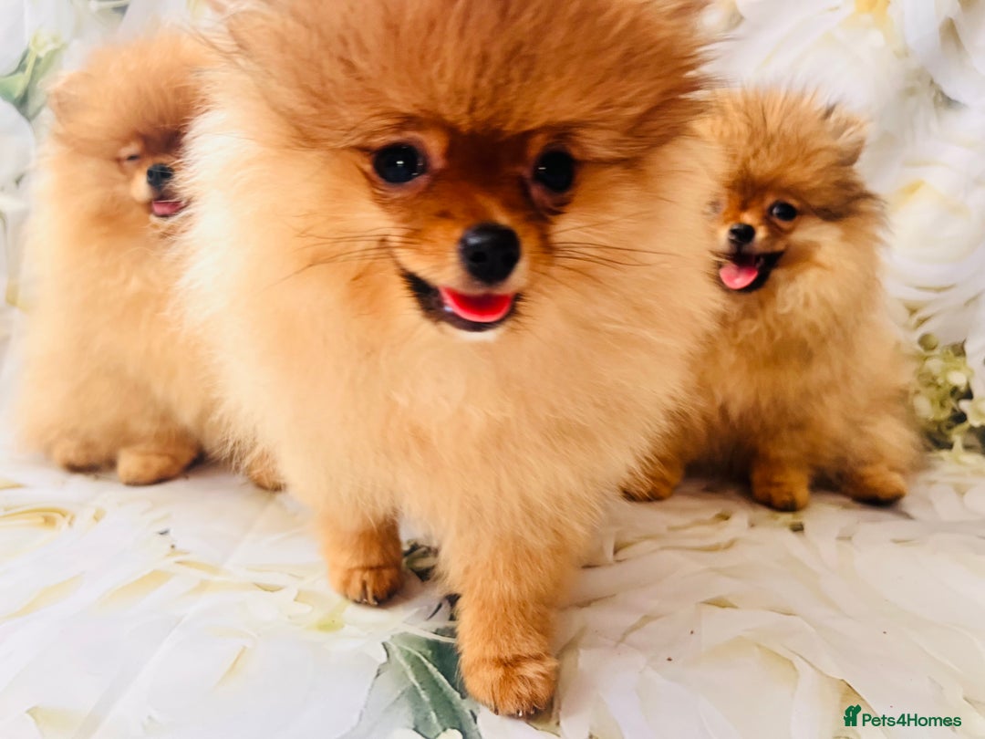 Pomeranian dogs for sale: 💗Last girl left! Royal Orange Pomeranian Pedigree - Image 33