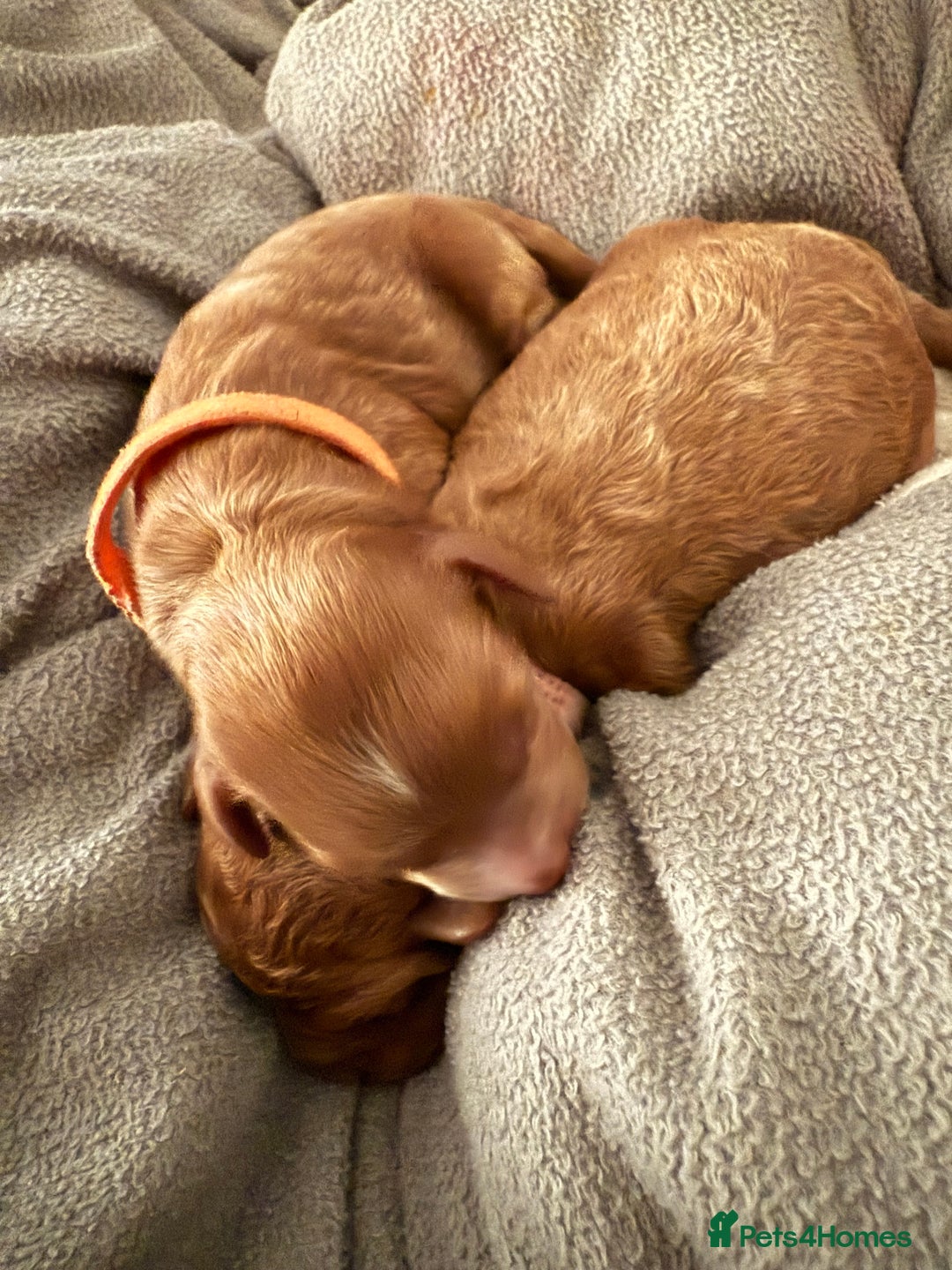 Cockapoo dogs for sale: Championship bloodline F1B toy Cockapoos  - Image 9