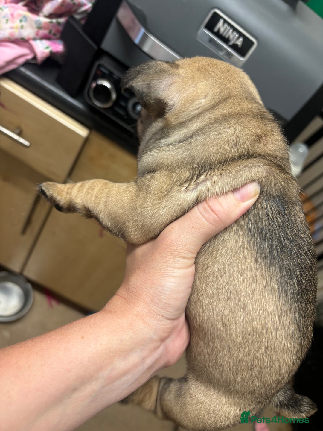 Frug dogs for sale: Frug Puppies - Image 8