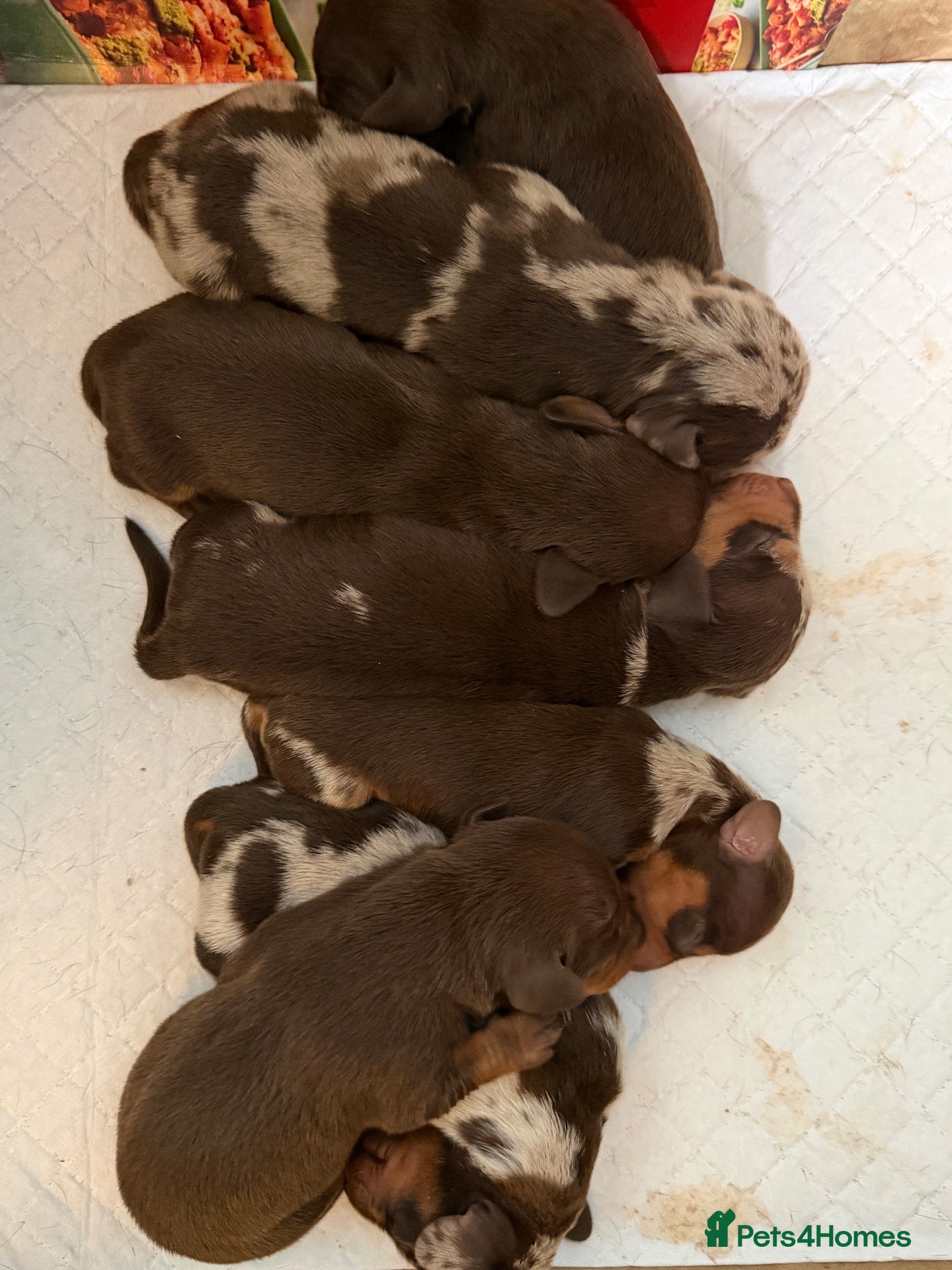 Miniature Dachshund dogs for sale: Beautiful Miniature Dachshund puppies - Advert 21