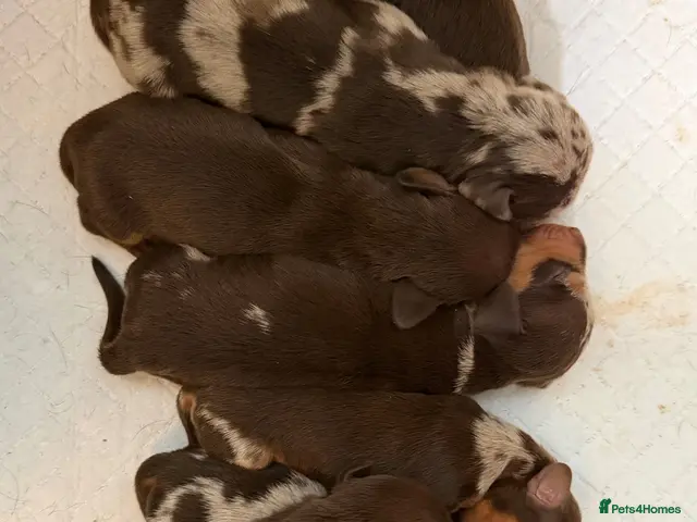 Miniature Dachshund dogs for sale: Beautiful Miniature Dachshund puppies - Advert 21