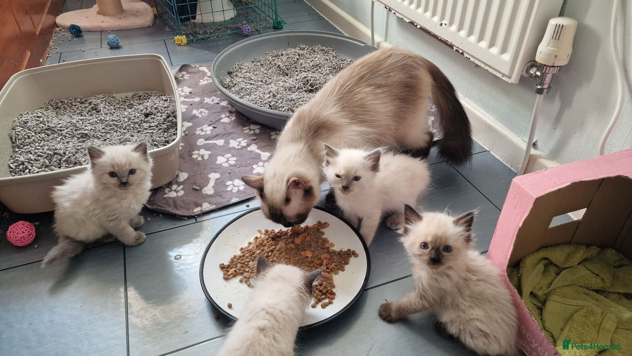 Ragdoll cats 7 beautiful ragdoll kittens 2 are blue point - Advert 12