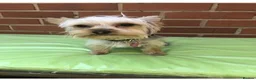 Yorkshire Terrier dogs for sale: male yorkshire terrier needs a new and loving home in Wolverhampton - Advert 1