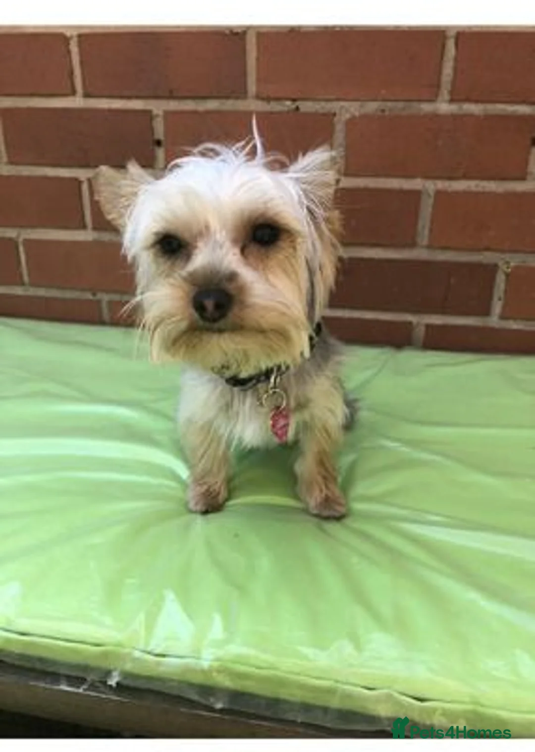 Yorkshire Terrier dogs for sale: male yorkshire terrier needs a new and loving home in Wolverhampton - Advert 1
