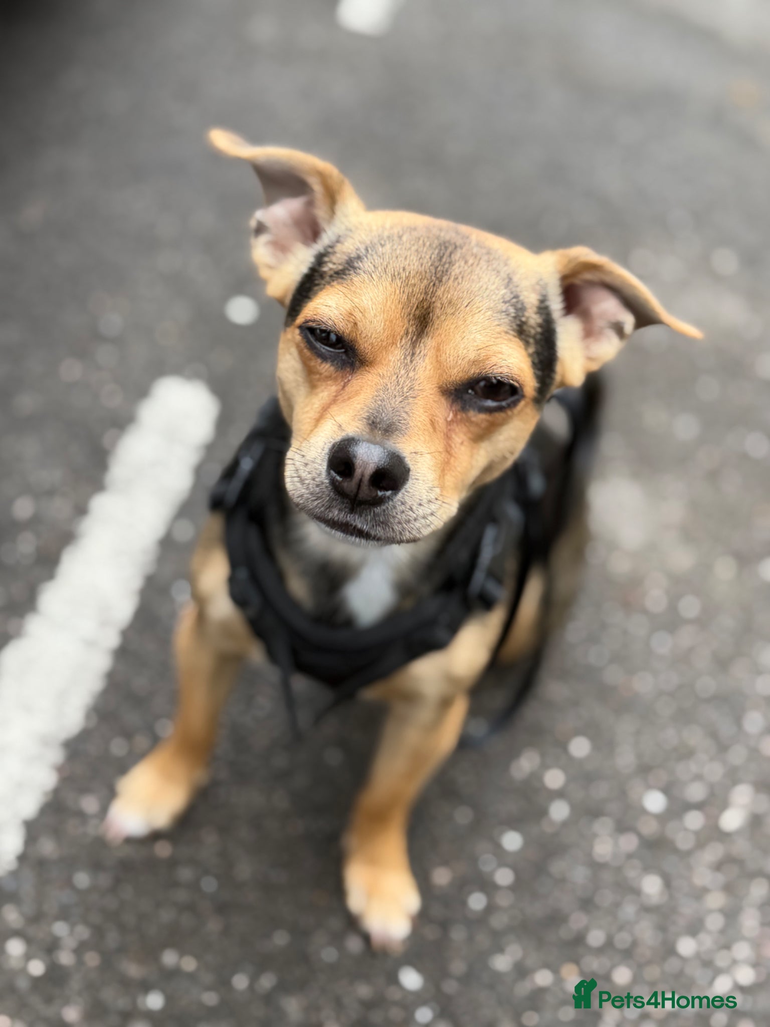 Jack Chi dogs chihuahua x jack russel stud loki🐾 - Advert 1