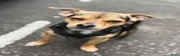Jack Chi dogs for stud: chihuahua x jack russel stud loki🐾 - Advert 1