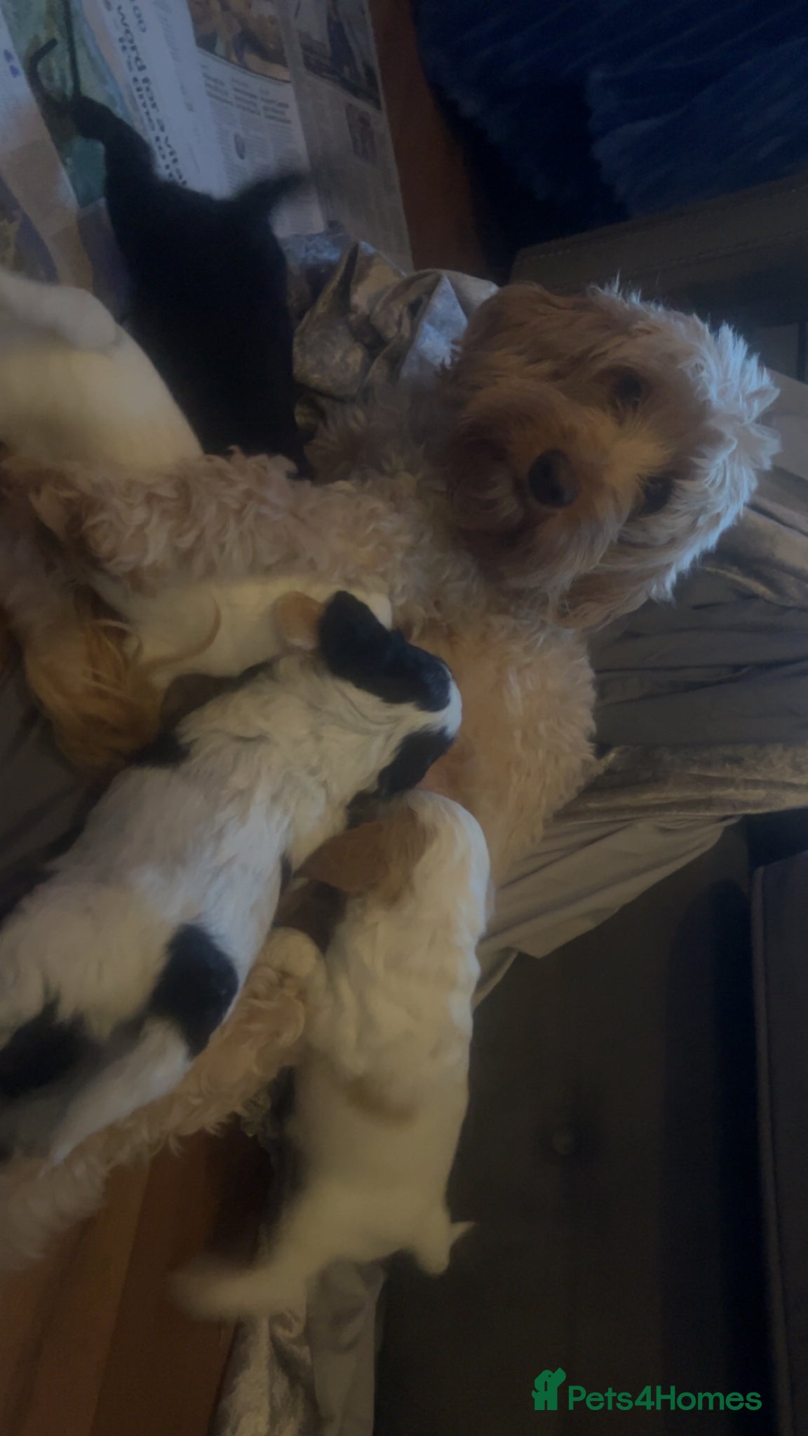 Cockapoo dogs Beautiful cocopoo puppies ready middle of may  - Advert 1