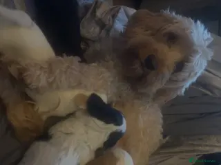 Cockapoo dogs Beautiful cocopoo puppies ready middle of may - Advert 9