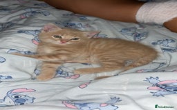 Domestic Shorthair cats for sale: Blonde/beige light ginger tabby kitten male - Image 1