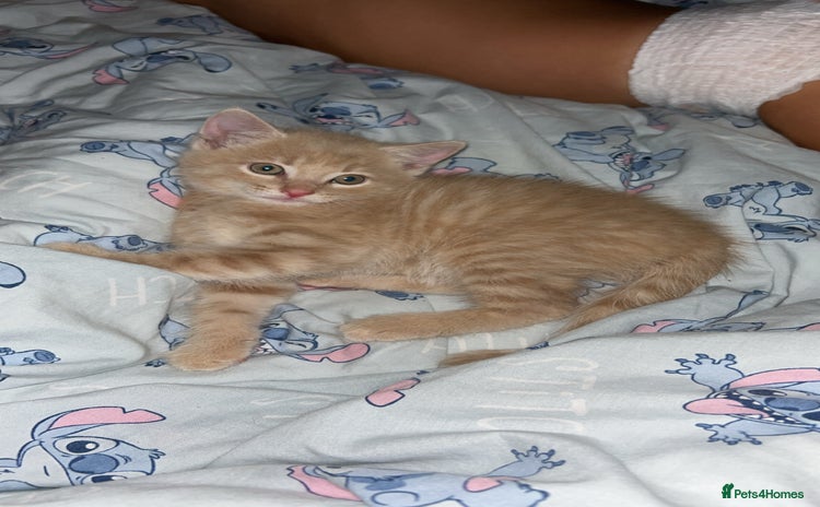 Domestic Shorthair cats - Advert 1