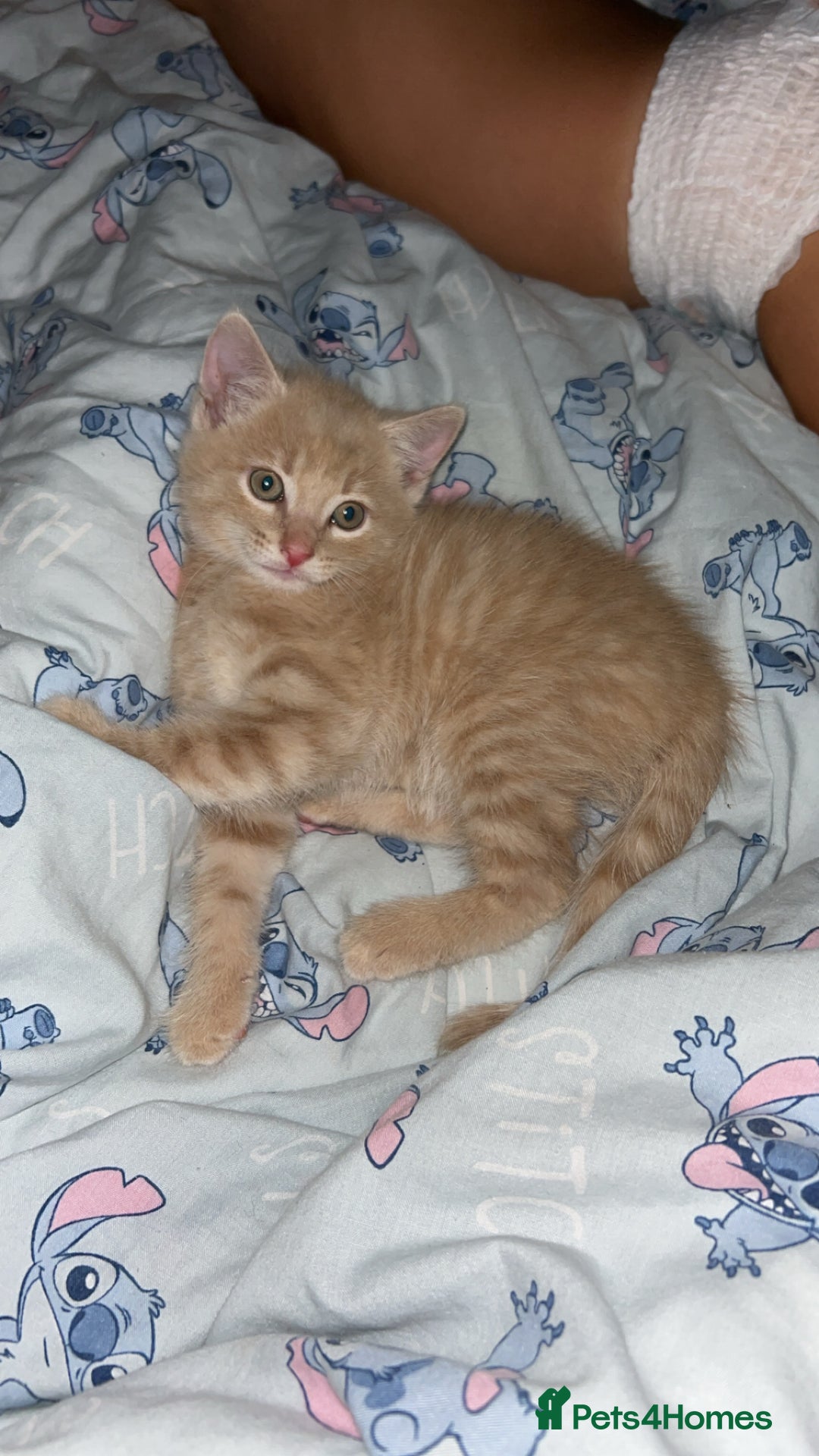 Domestic Shorthair cats for sale: Blonde/beige light ginger tabby kitten male - Image 1
