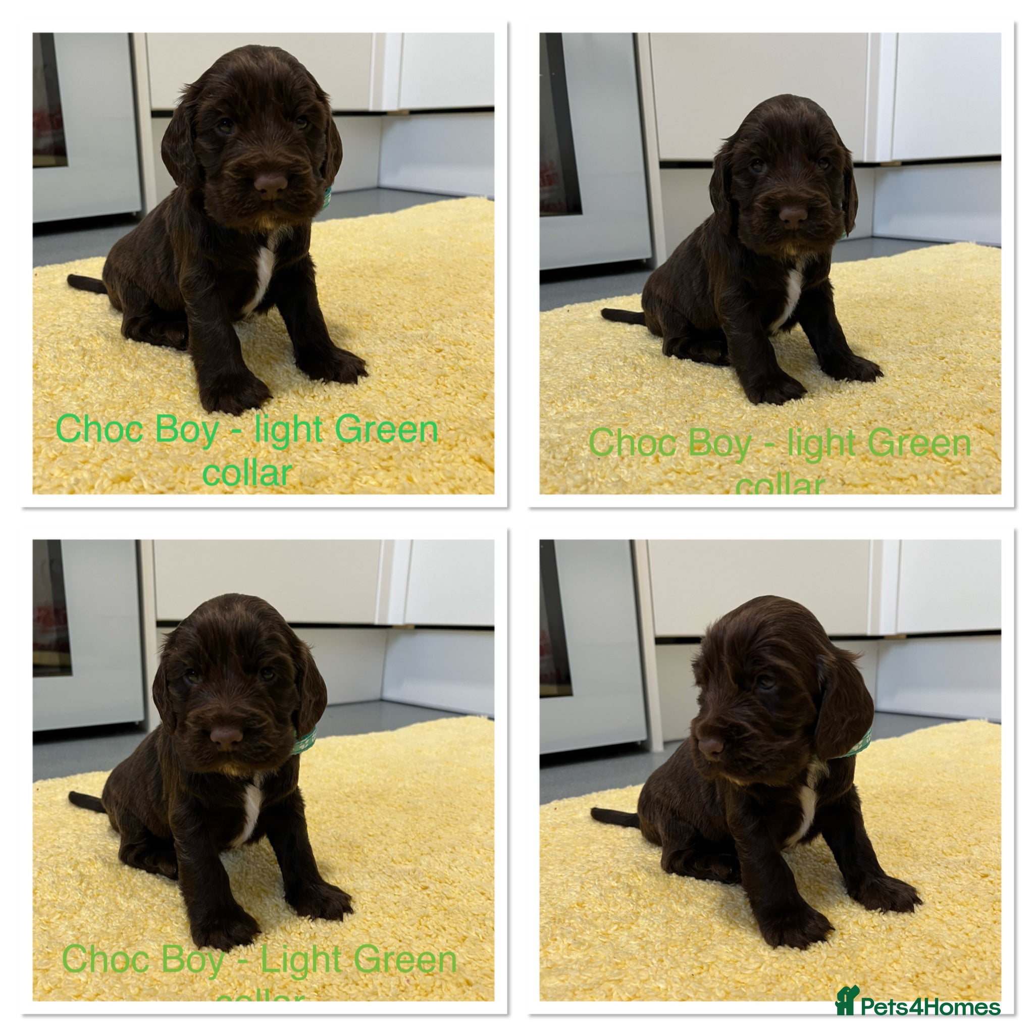 Cocker Spaniel dogs Beautiful Show Type Cocker Spaniel Puppies - Advert 2