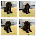 Cocker Spaniel Puppy 8